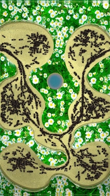 AntColony下载_https://www.houzisoft.com_模拟经营_第1张